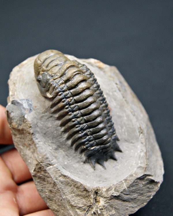 SONY DSC Crotalocephalus gibbus de alta calidad