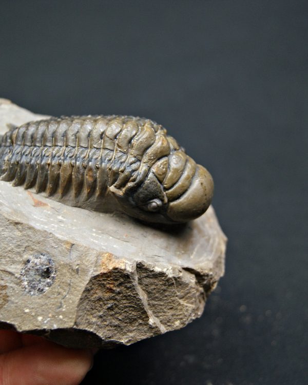 SONY DSC Crotalocephalus gibbus de alta calidad