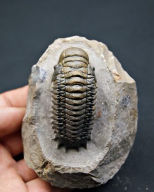 Crotalocephalus gibbus de alta calidad