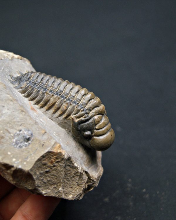 SONY DSC Crotalocephalus gibbus de alta calidad