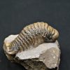 SONY DSC Trilobite Crotalocephalus gibbus