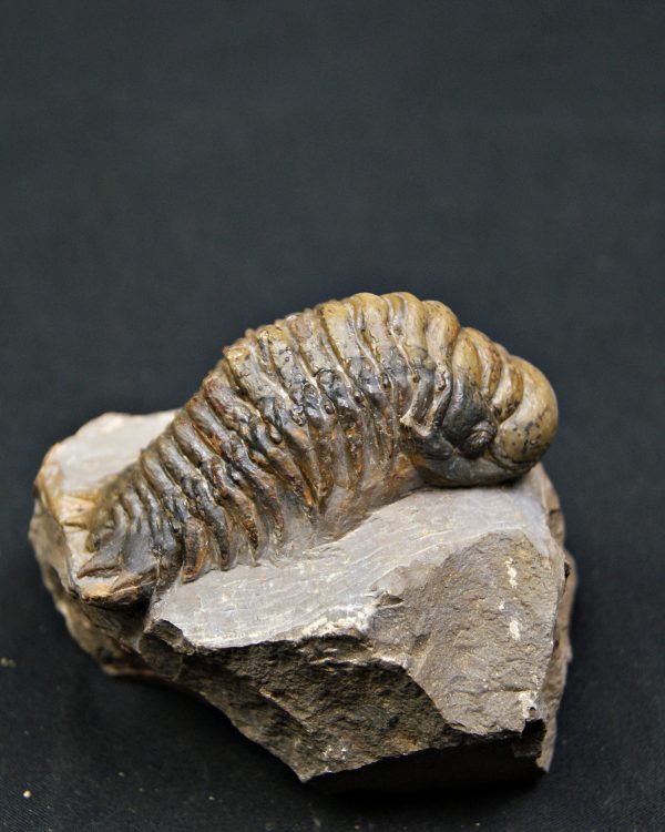 SONY DSC Trilobite Crotalocephalus gibbus