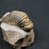 SONY DSC Trilobite Crotalocephalus gibbus