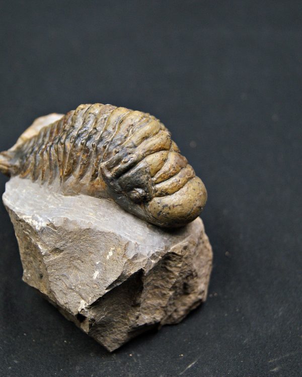 SONY DSC Trilobite Crotalocephalus gibbus