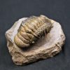 SONY DSC Trilobite Crotalocephalus gibbus