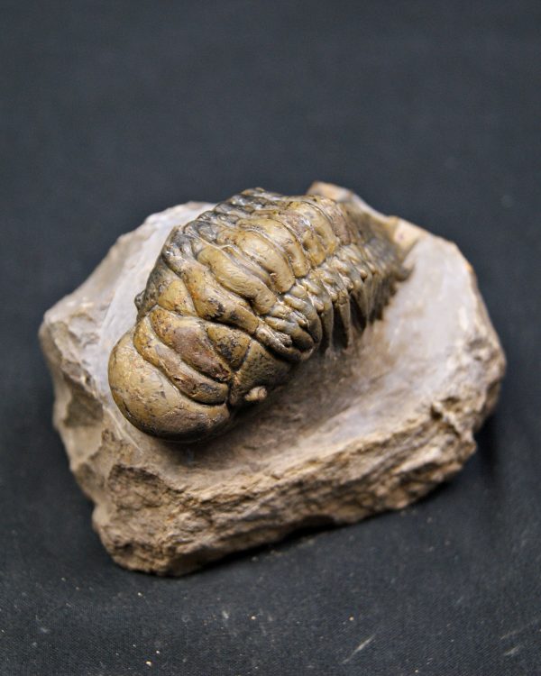 SONY DSC Trilobite Crotalocephalus gibbus