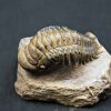 SONY DSC Trilobite Crotalocephalus gibbus