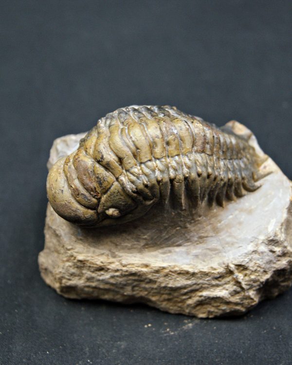 SONY DSC Trilobite Crotalocephalus gibbus