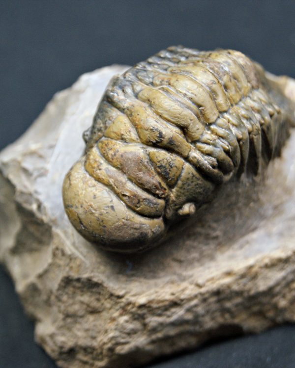 SONY DSC Trilobite Crotalocephalus gibbus