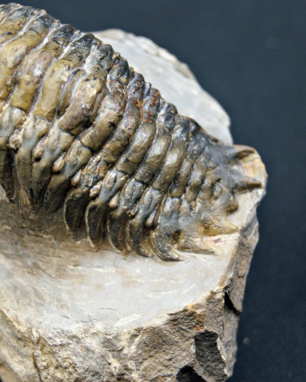 SONY DSC Trilobite Crotalocephalus gibbus