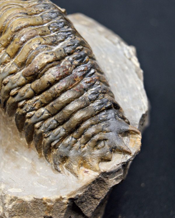 SONY DSC Trilobite Crotalocephalus gibbus