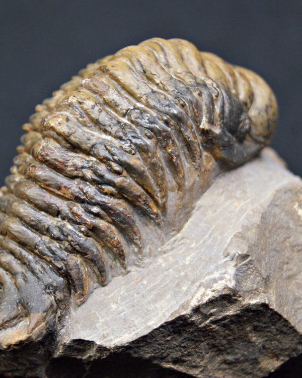 SONY DSC Trilobite Crotalocephalus gibbus