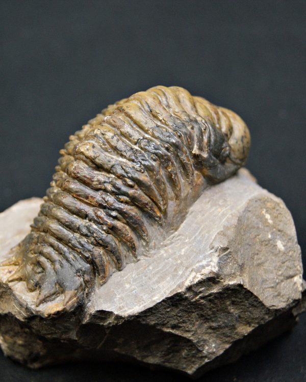 SONY DSC Trilobite Crotalocephalus gibbus