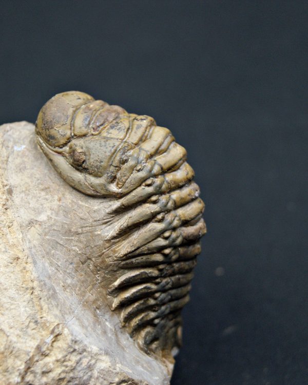 SONY DSC Trilobite Crotalocephalus gibbus