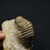 SONY DSC Trilobite Crotalocephalus gibbus