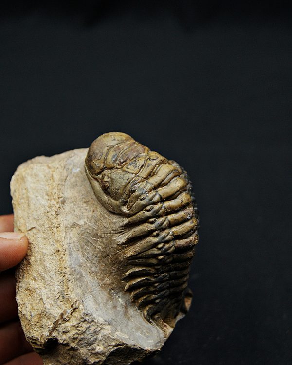 SONY DSC Trilobite Crotalocephalus gibbus