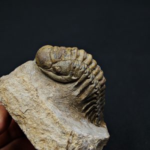Trilobite Crotalocephalus gibbus