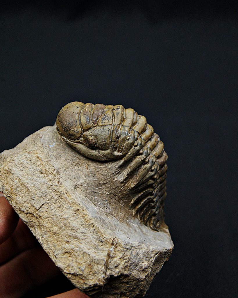 Trilobite Crotalocephalus gibbus