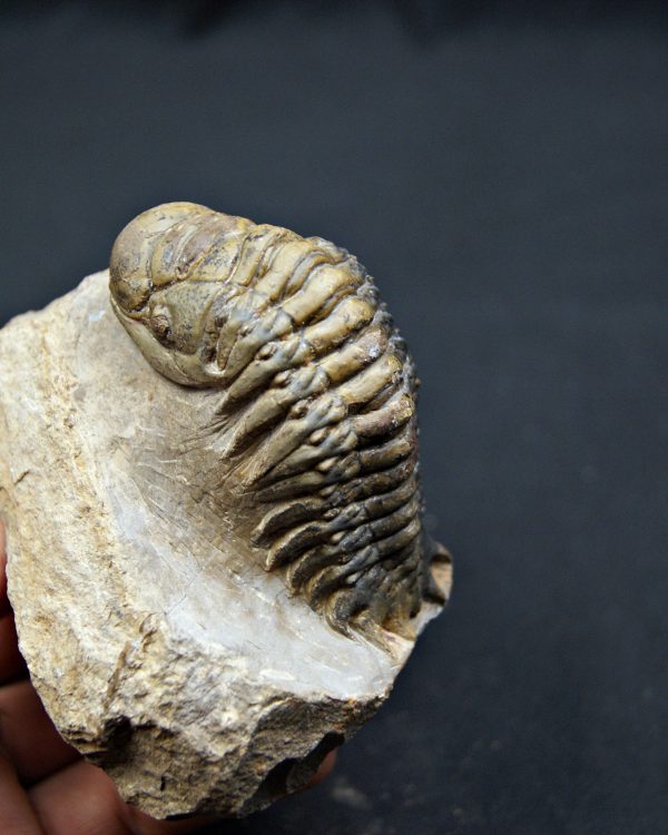 SONY DSC Trilobite Crotalocephalus gibbus