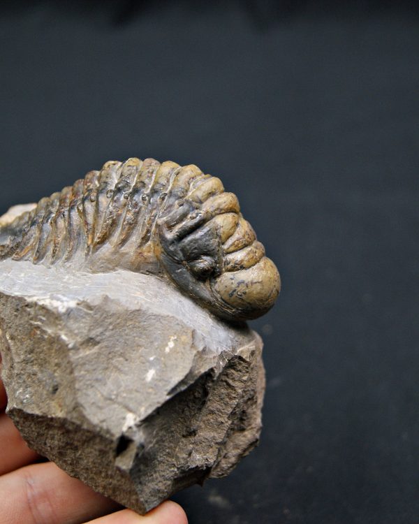 SONY DSC Trilobite Crotalocephalus gibbus