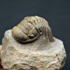 SONY DSC Trilobite Crotalocephalus gibbus
