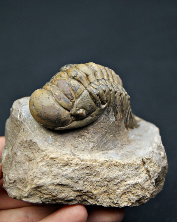 SONY DSC Trilobite Crotalocephalus gibbus