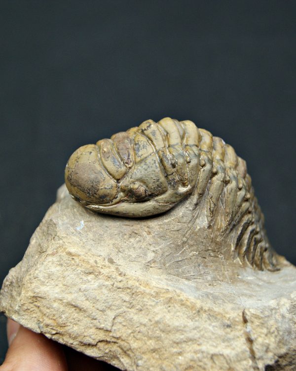 SONY DSC Trilobite Crotalocephalus gibbus