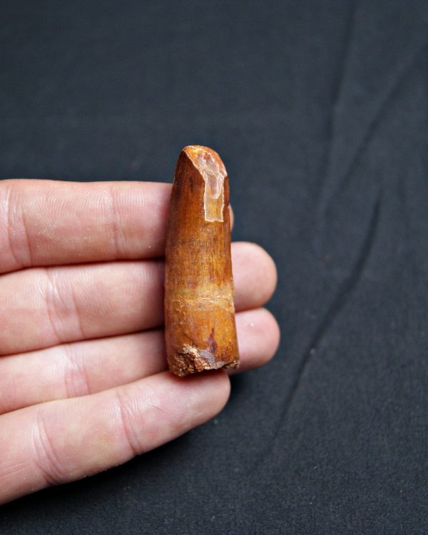 Spinosaurus aegyptiacus