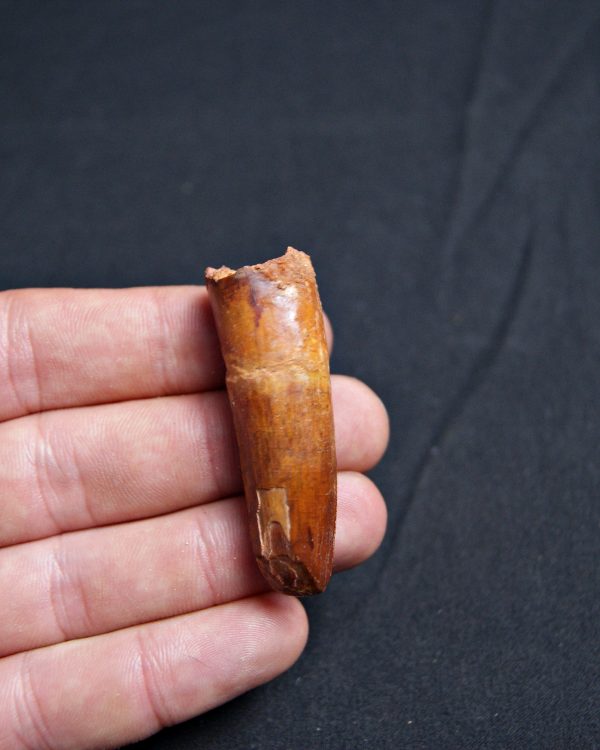 Spinosaurus aegyptiacus