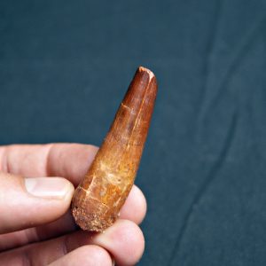 Spinosaurus aegyptiacus