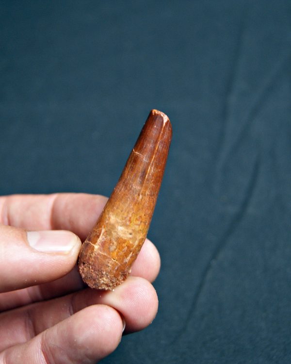 Spinosaurus aegyptiacus