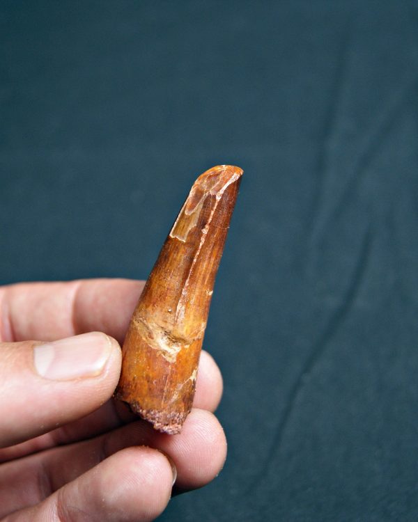 Spinosaurus aegyptiacus