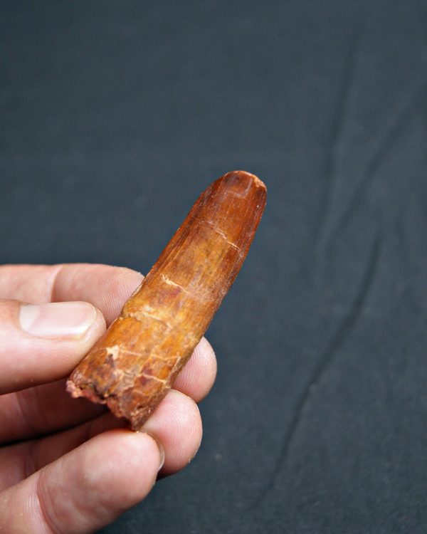 Spinosaurus aegyptiacus