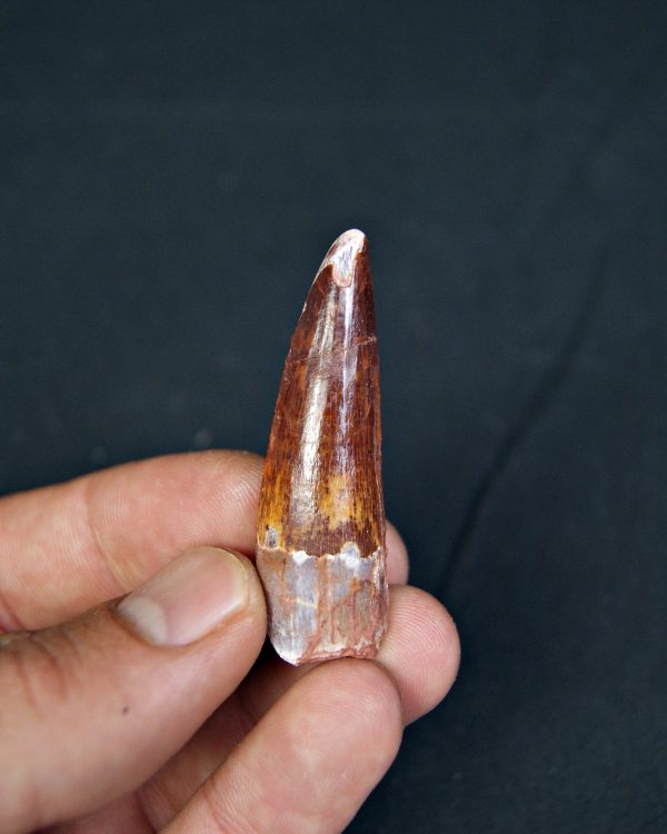 Spinosaurus aegyptiacus