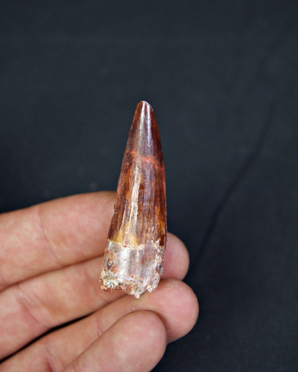 Spinosaurus aegyptiacus