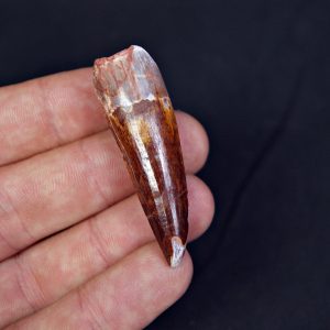 Spinosaurus aegyptiacus