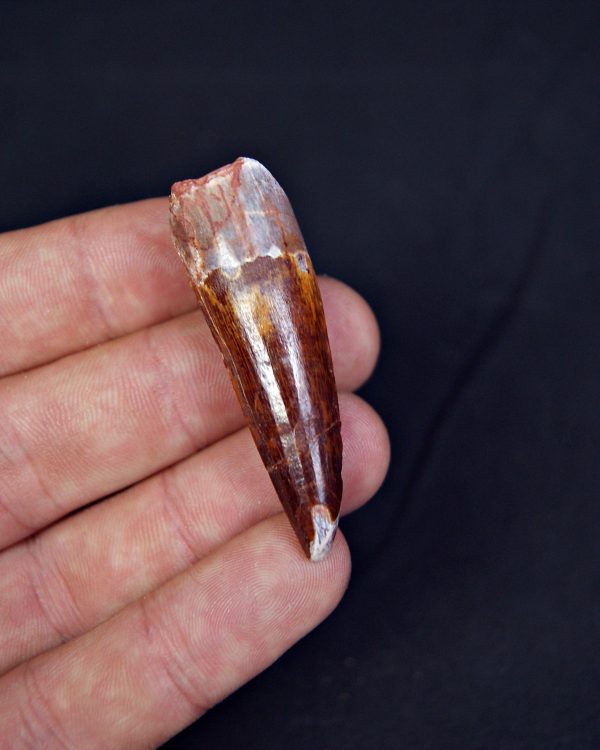 Spinosaurus aegyptiacus