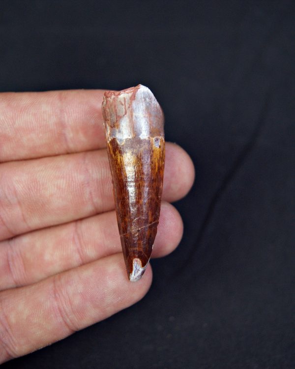 Spinosaurus aegyptiacus