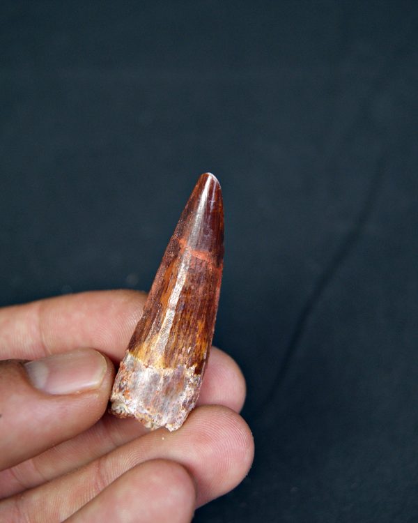 Spinosaurus aegyptiacus