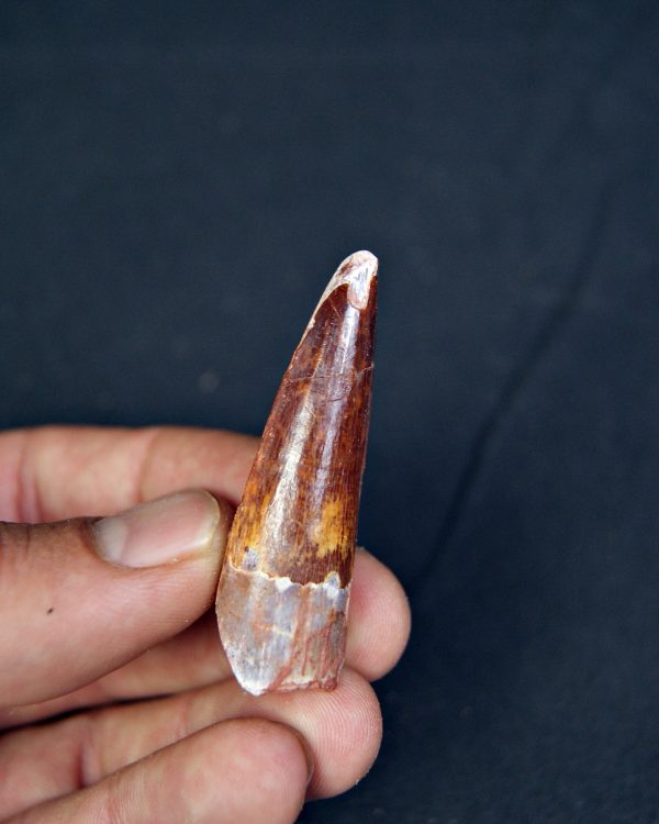 Spinosaurus aegyptiacus