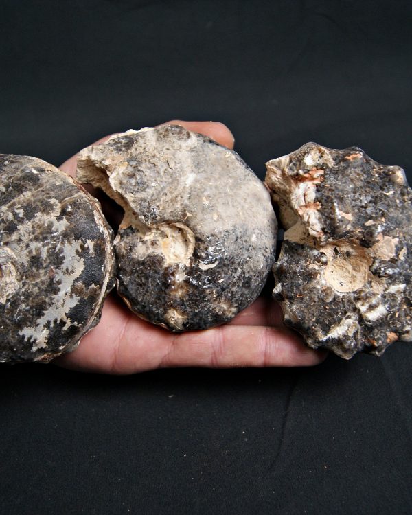 SONY DSC Amonite Mammites