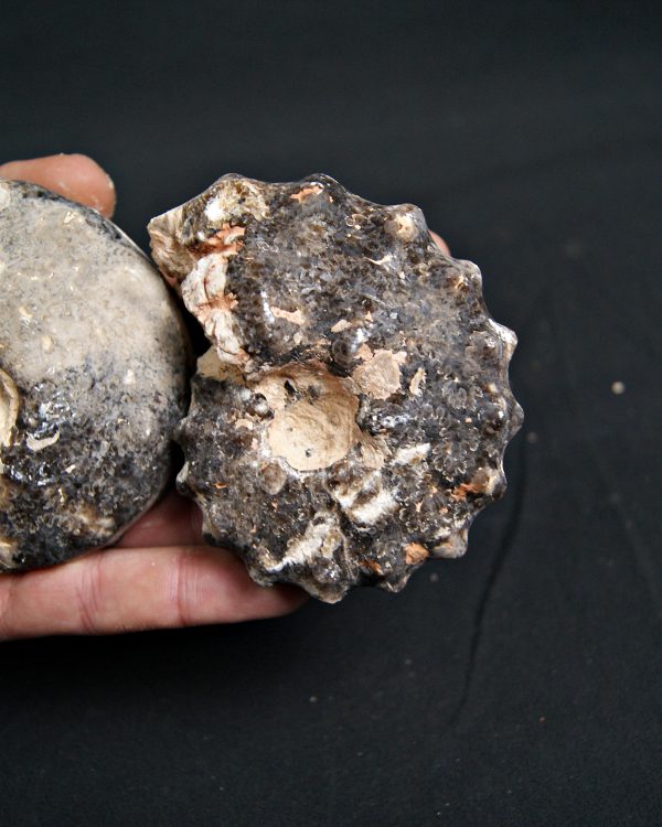 SONY DSC Amonite Mammites