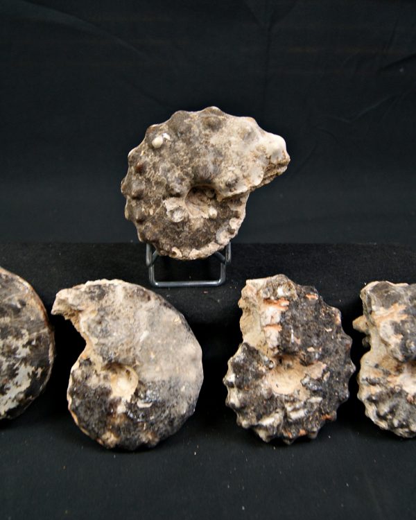 SONY DSC Amonite Mammites