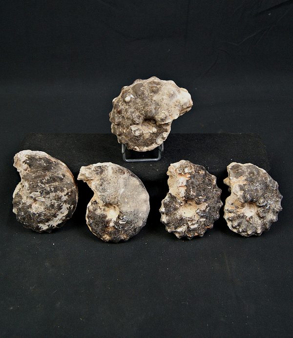 SONY DSC Amonite Mammites