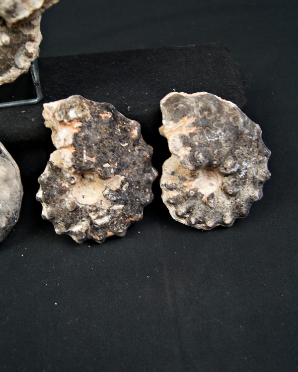 SONY DSC Amonite Mammites