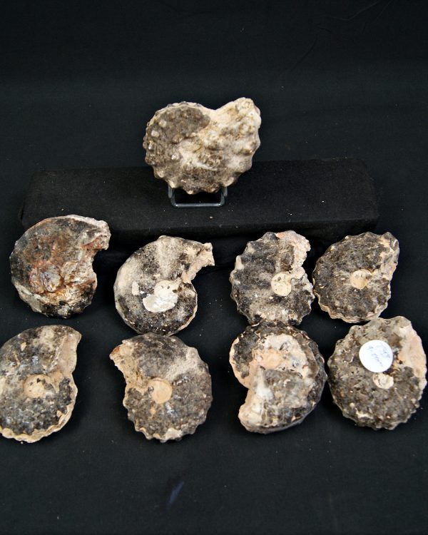 SONY DSC Amonite Mammites