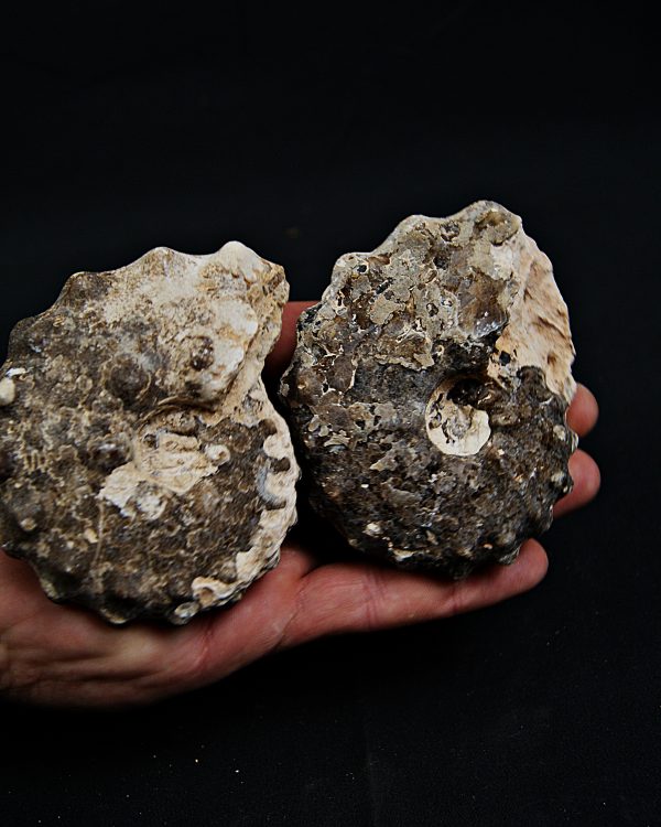 SONY DSC Amonite Mammites