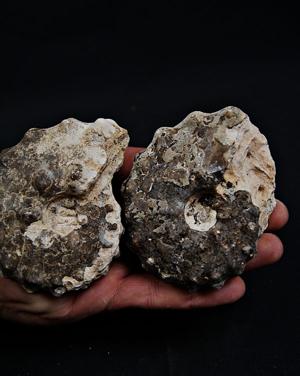 SONY DSC Amonite Mammites