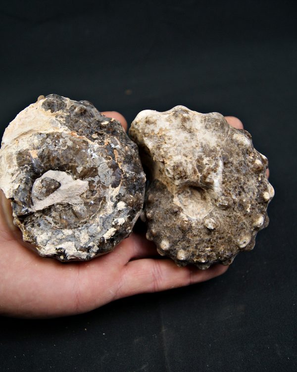 SONY DSC Amonite Mammites