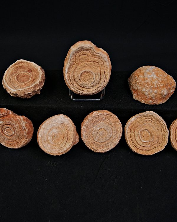 SONY DSC Estromatolito fósil natural